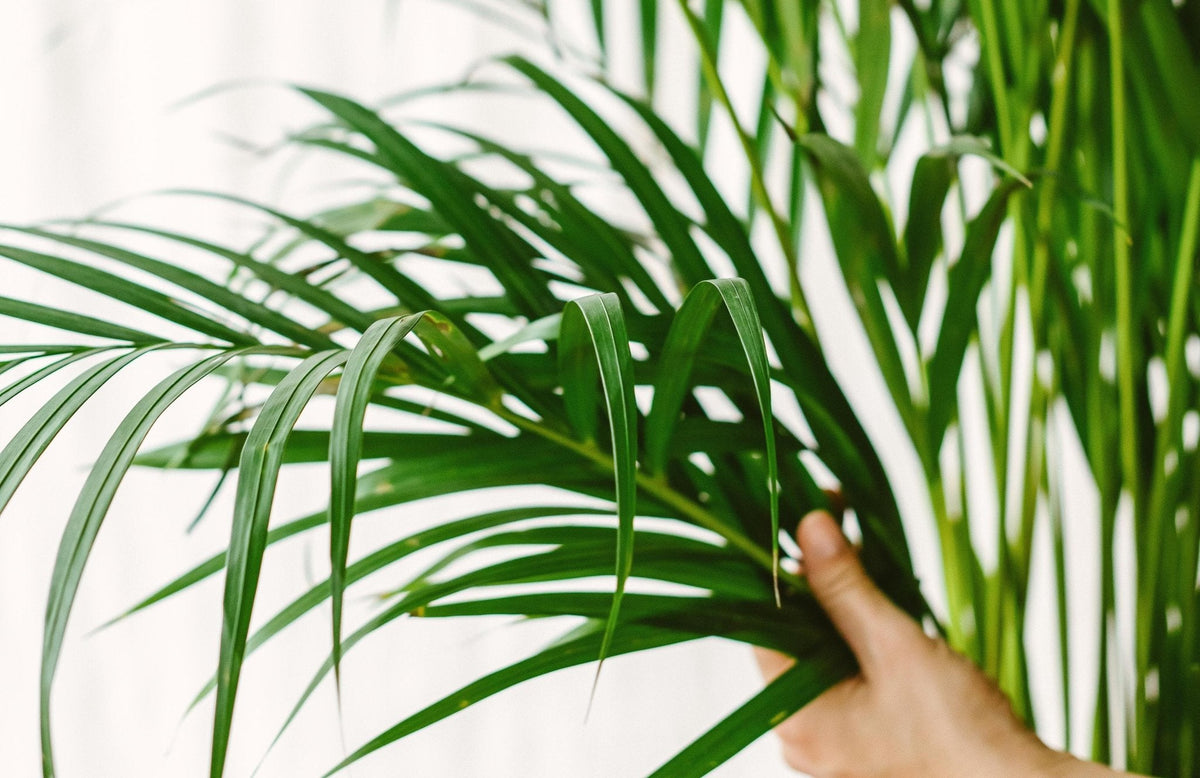 Plantes d'intérieur - Entre 20 et 50€ - La Green Touch