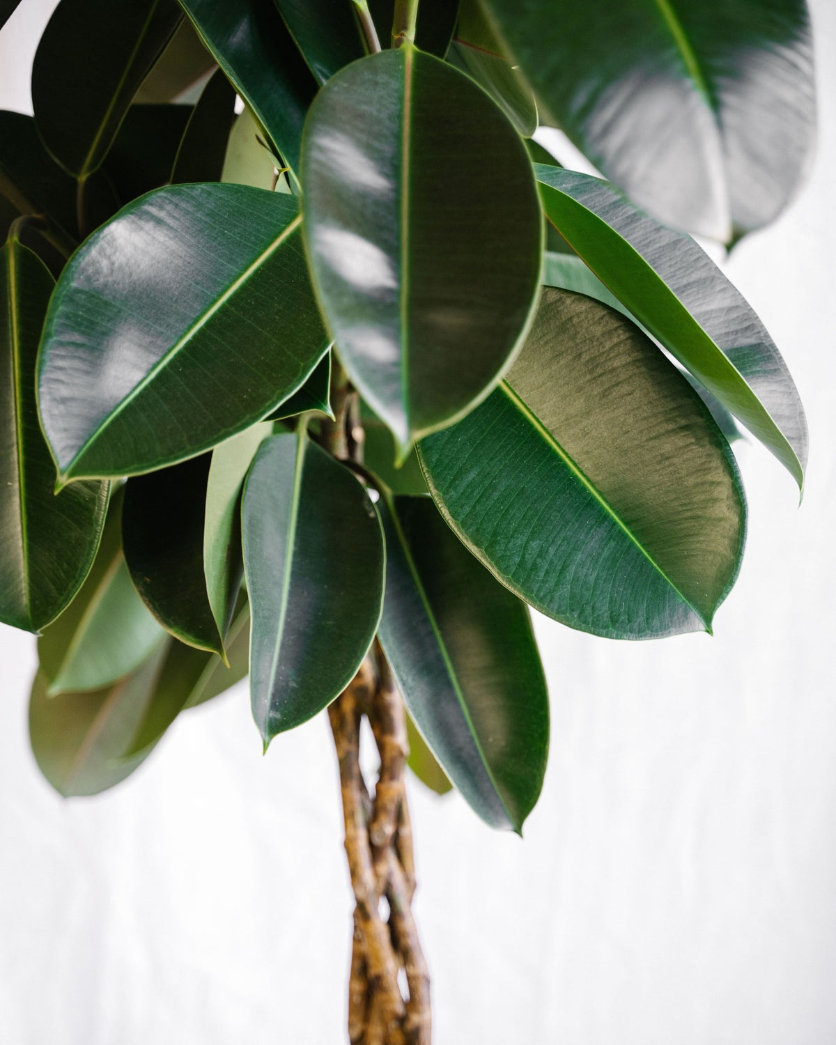 Plantes d'intérieur - Plus de 50€ - La Green Touch