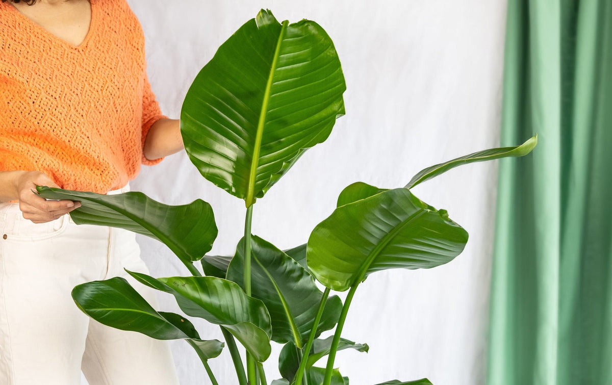 Plantes en soldes - La Green Touch
