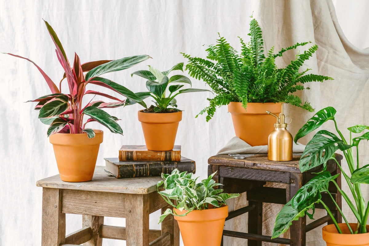 Plantes moyennes - La Green Touch