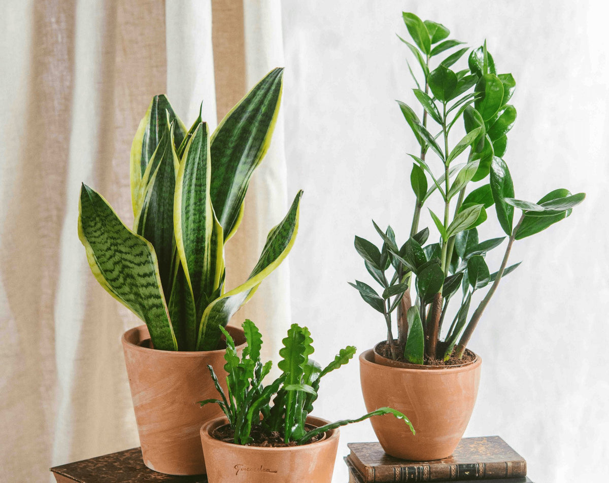 Soldes d'été - La Green Touch