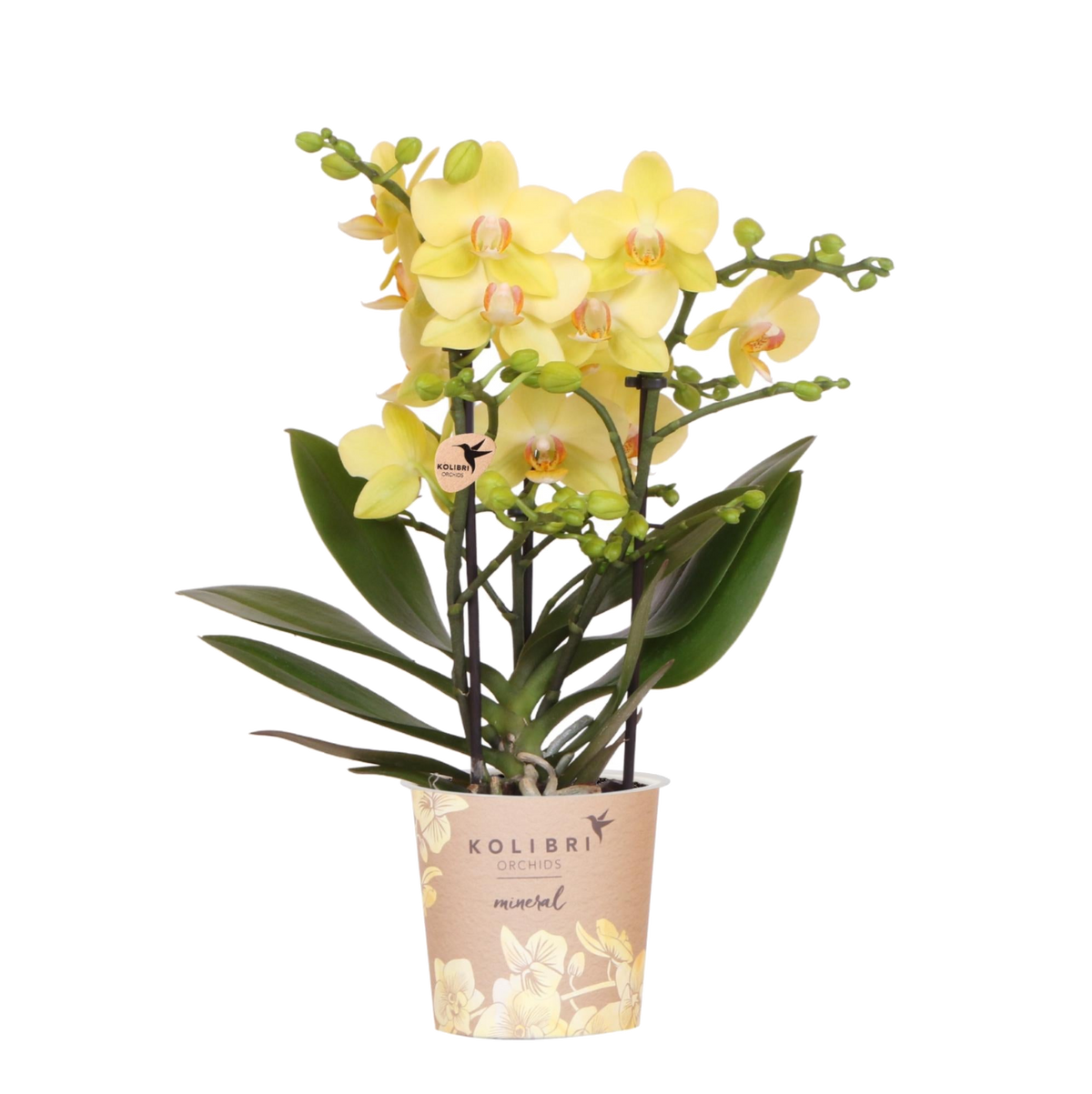 Orchidée Phalaenopsis jaune Blossom Albenga - H 35 cm, pot Ø9 cm