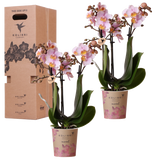 Orchidées surprise unies - 2 Phalaenopsis de même couleur - H 35 cm, pot Ø9 cm