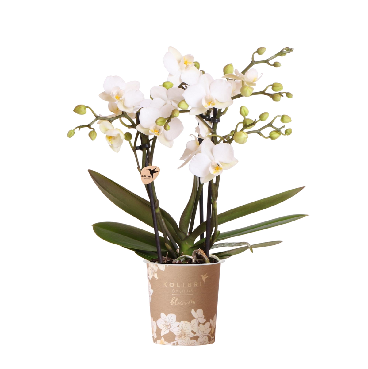 Orchidée Phalaenopsis blanche Blossom Zurich - H 35 cm, pot Ø9 cm