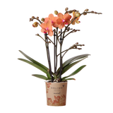 Orchidée Bolzano orange - Phalaenopsis - H 35 cm, pot Ø9 cm