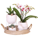 Coffret orchidée blanche Mineral Gibraltar et 2 succulentes - cache-pots Bubble, support et plateau - H 40 cm