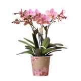 Livraison plante Orchidée Phalaenopsis rose - Jewel Treviso - Plante d'intérieur