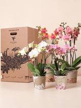 Boîte Surprise Orchidées - 4 variétés