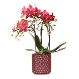 Orchidée Congo rouge avec cache-pot Pearl rouge - Phalaenopsis - pot Ø9 cm