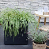 Livraison plante 3 x Carex hachijoensis 'Evergold'