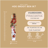 Livraison plante 3 x Pyracantha coccinea mix