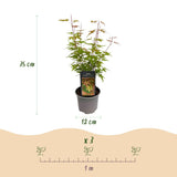 Livraison plante Acer palmatum Phoenix – Lot de 3 – Pot 12 cm