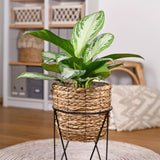 Livraison plante Aglaonema Silver Bay – Lot de 2 – Pot 17 cm – Hauteur 70 cm