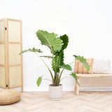 Livraison plante Alocasia Portodora