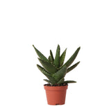 Livraison plante Aloë Brevifolia h14cm