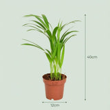 Livraison plante Areca Dypsis Lutescens
