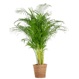 Livraison plante Areca Palm XL et son pot
