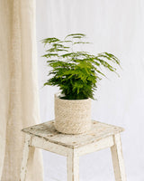 Livraison plante Asparagus Plumosus
