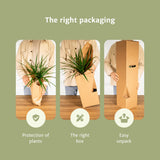 Livraison plante Asparagus Plumosus h45cm