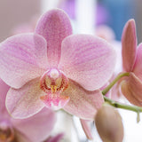 Livraison plante Boîte Surprise Orchidées - 4 variétés