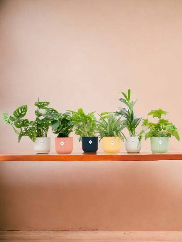 Coffret - 6 plantes + Pot
