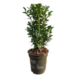 Livraison plante Buis sempervirens – Lot de 8 – Pot 9 cm – Hauteur 20 - 25 cm