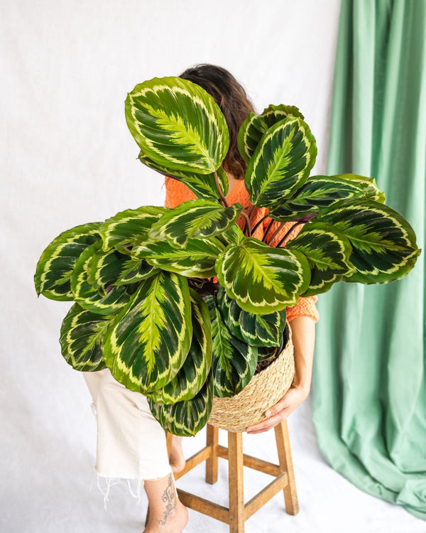 Calathea