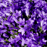 Livraison plante Campanule Coerulea