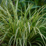 Livraison plante Carex morrowii Ice Dance – Pot 17 cm – Hauteur 50 cm