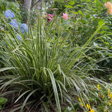 Livraison plante Carex morrowii Ice Dance – Pot 17 cm – Hauteur 50 cm