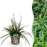 Livraison plante Carex morrowii Irish Green – Pot 17 cm – Hauteur 50 cm