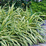Livraison plante Carex oshimensis Evergold – Pot 17 cm – Hauteur 50 cm