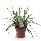 Livraison plante Carex oshimensis Intense Green – Pot 17 cm – Hauteur 50 cm