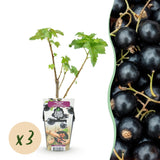 Livraison plante Cassis Titania – Lot de 3 – Pot 9 cm