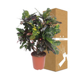 Livraison plante Codiaeum Magnificent