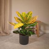 Livraison plante Codiaeum Petra Croton