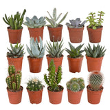 Livraison plante Coffret cactus, succulentes - Lot de 15 plantes, h13cm