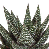 Livraison plante Coffret Gasteria, Haworthia et ses caches - pots terracotta - Lot de 3 plantes, h18cm