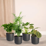 Livraison plante Coffret plantes pets friendly - Lot de 4 plantes