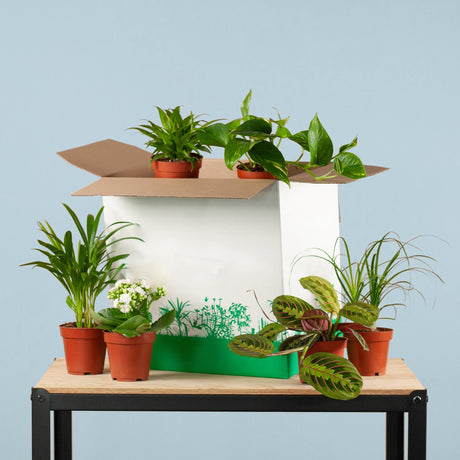 Livraison plante Coffret – Plantes seconde vie