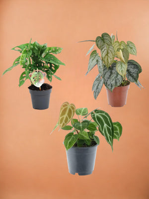 Coffret trio plantes rares