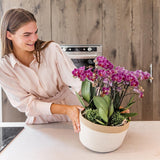 Livraison plante Composition dans un panier en coton avec réservoir d'eau de 3 orchidées violettes et 3 Rhipsalis