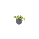 Livraison plante Consoude bleu