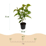 Livraison plante Cornus mas – Lot de 1 – Pot 12 cm – Hauteur 35 cm