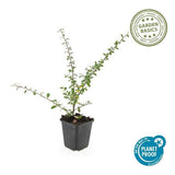 Livraison plante Cotonéaster de Dammer 'Coral Beauty'