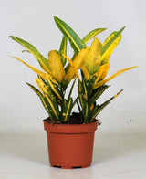 Livraison plante Croton 'Sunny Star'