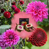 Livraison plante Dahlia Bulbes - Mix Gerard's Darlings, Natal & Blue Bell, 2 pièces