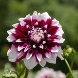 Livraison plante Dahlia Mistery Day grandes fleurs - coffret de 12 bulbes