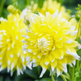 Livraison plante Dahlia Seattle grandes fleurs - Coffret de 24 Bulbes