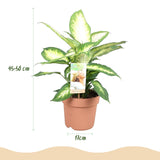 Livraison plante Dieffenbachia Camilla – Pot 17 cm – Hauteur 45 - 50 cm X2